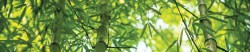 Фартук для кухни - Бамбуковый лес