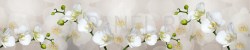 Фартук для кухни - Белые орхидеи на бежевом фоне